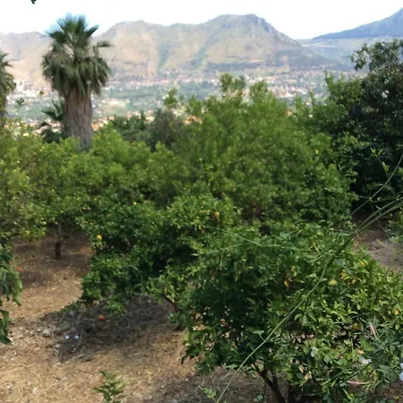 L'antico Limoneto Della Conca D'oro * Monreale