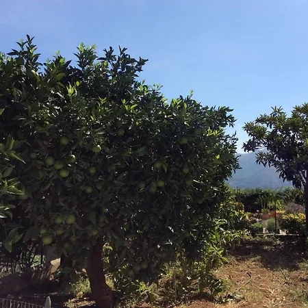 L'antico Limoneto Della Conca D'oro B&B *